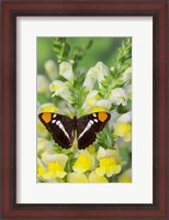 Framed California Sister Butterfly On Yellow And White Snapdragon Flowers