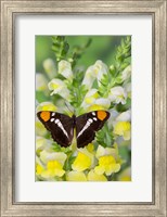 Framed California Sister Butterfly On Yellow And White Snapdragon Flowers