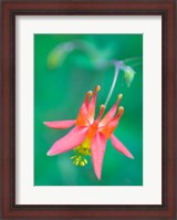 Framed Red Columbine Wildflower Blooms