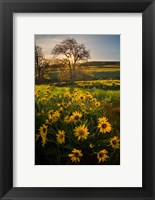 Framed Arrowleaf Balsamroot Wildflowers At Columbia Hills State Park