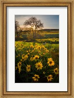 Framed Arrowleaf Balsamroot Wildflowers At Columbia Hills State Park