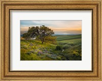 Framed Oak Tree At Columbia Hills State Park