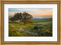 Framed Oak Tree At Columbia Hills State Park