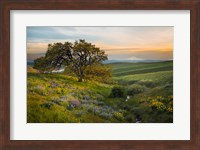 Framed Oak Tree At Columbia Hills State Park