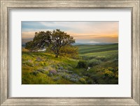 Framed Oak Tree At Columbia Hills State Park