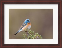 Framed Lazuli Bunting On A Perch At The Umtanum Creek Recreational Are