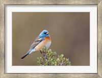 Framed Lazuli Bunting On A Perch At The Umtanum Creek Recreational Are