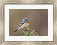 Framed Lazuli Bunting On A Perch At The Umtanum Creek Recreational Are