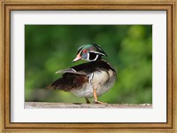 Framed Wood Duck Preens While Perched On A Log
