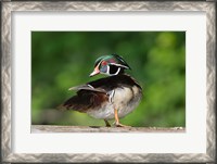 Framed Wood Duck Preens While Perched On A Log