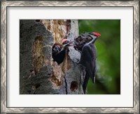 Framed Pileated Woodpecker Aside Nest With Two Begging Chicks