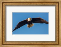 Framed Bald Eagle In Flight Over Lake Sammamish