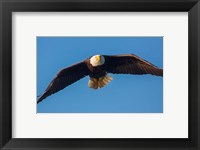 Framed Bald Eagle In Flight Over Lake Sammamish