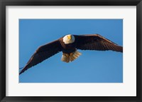 Framed Bald Eagle In Flight Over Lake Sammamish