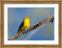 Framed Yellow Warbler Sings From A Perch