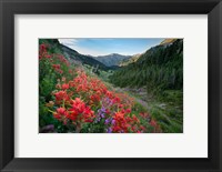 Framed Wildflowers Above Badger Valley In Olympic Nationl Park