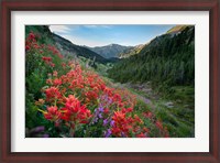 Framed Wildflowers Above Badger Valley In Olympic Nationl Park