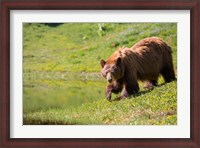 Framed American Black Bear In A Wildflower Meadow