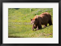 Framed American Black Bear In A Wildflower Meadow