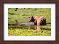 Framed American Black Bear Takes A Cool Bath Near Mystic Lake