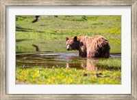 Framed American Black Bear Takes A Cool Bath Near Mystic Lake