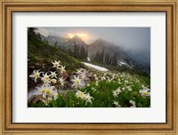 Framed Avalanche Lilies Along A Small Stream Below Plummer Peak