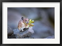 Framed Hardworking Pika Bringing In The Harvest