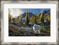 Framed Adult, Male Mountain Goat