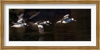 Framed Flight Sequence Of A Buffleheads