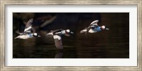 Framed Flight Sequence Of A Buffleheads