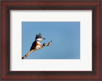 Framed Belted Kingfisher On A Perch