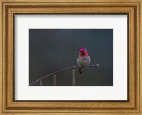 Framed Anna's Hummingbird Lashes Its Iridescent Gorget