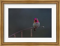 Framed Anna's Hummingbird Lashes Its Iridescent Gorget