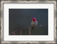 Framed Anna's Hummingbird Lashes Its Iridescent Gorget