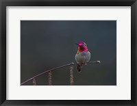 Framed Anna's Hummingbird Lashes Its Iridescent Gorget