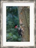 Framed Pileated Woodpecker Holing Out A Nest