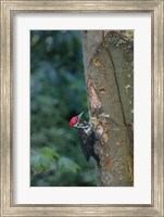 Framed Pileated Woodpecker Holing Out A Nest