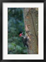 Framed Pileated Woodpecker Holing Out A Nest