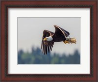 Framed Bald Eagle In Flight With Fish Over Lake Sammamish