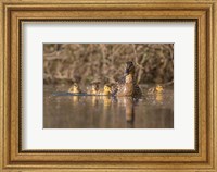 Framed Mallard Hen With Ducklings On The Shore Of Lake Washington