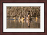 Framed Mallard Hen With Ducklings On The Shore Of Lake Washington