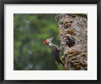 Framed Pileated Woodpecker With Begging Chicks