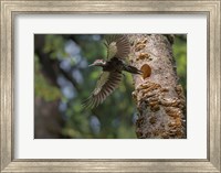 Framed Female Pileated Woodpecker Flies From Nest In Alder Snag