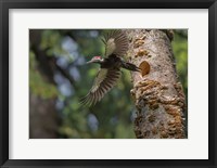 Framed Female Pileated Woodpecker Flies From Nest In Alder Snag