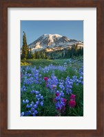 Framed Wildflowers And Mt Rainier At Mazama Ridge