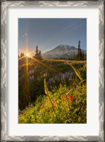 Framed Sunset At Mazama Ridge, Washington