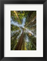 Framed Tall Conifers At The  Grove Of The Patriarchs, Mt Rainier National Park