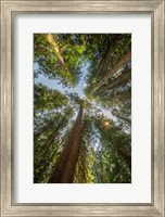 Framed Tall Conifers At The  Grove Of The Patriarchs, Mt Rainier National Park