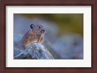 Framed Pika With Its Tongue Out