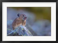 Framed Pika With Its Tongue Out
